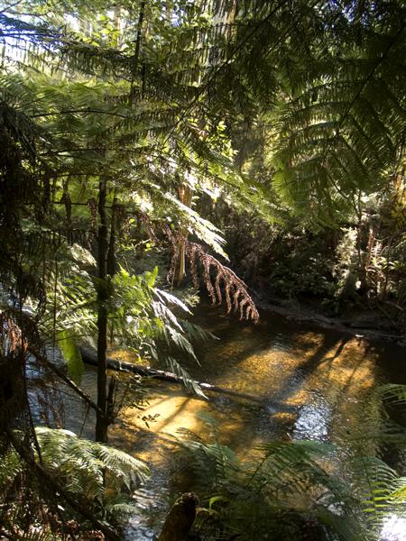 Looking through the ferns