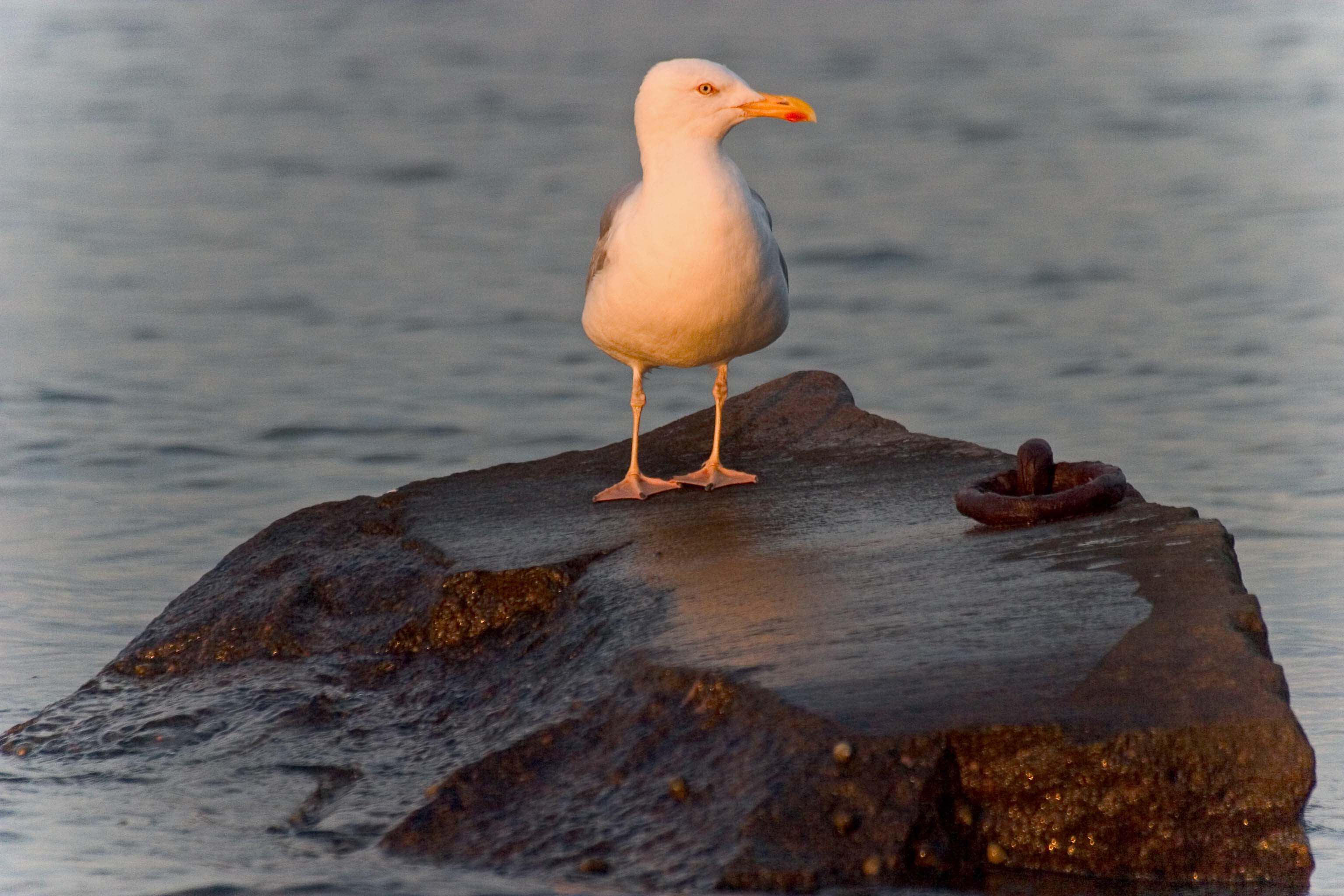 Seagull