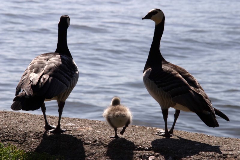 Goose family day out