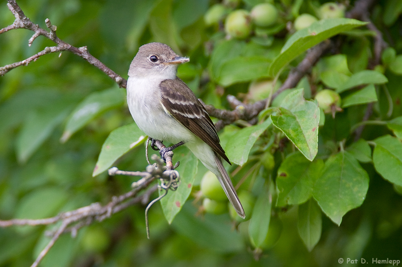 Flycatcher and leaves