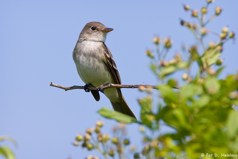 Posing Flycatcher