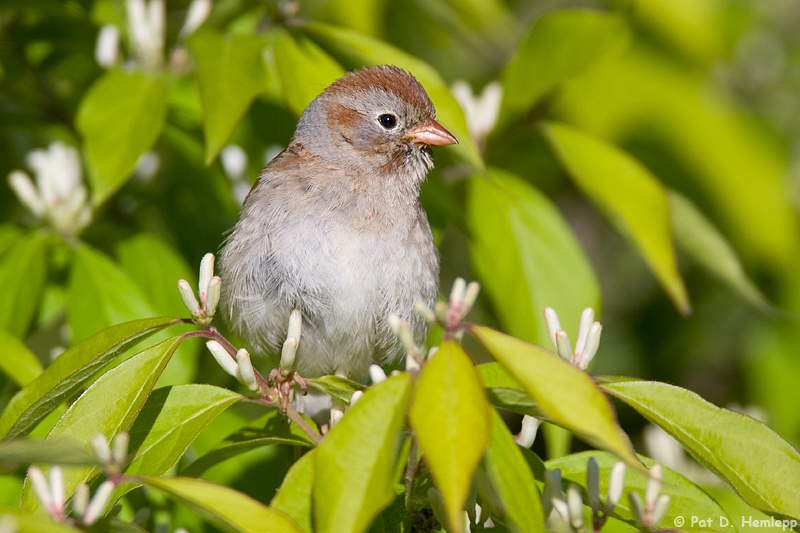 Resting Sparrow