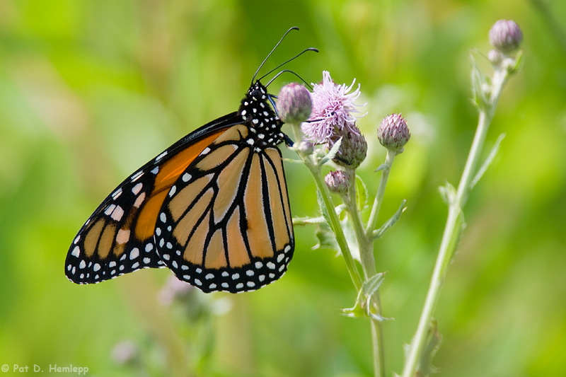 Monarch on thistle
