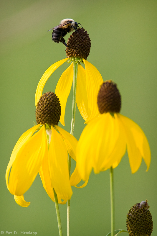Bee on top