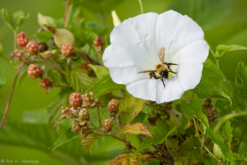 Bee exiting