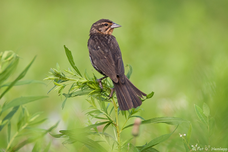 Blackbird on green