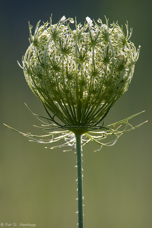 Ready to bloom