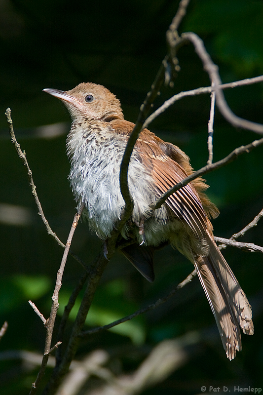 Juvenile Thrasher