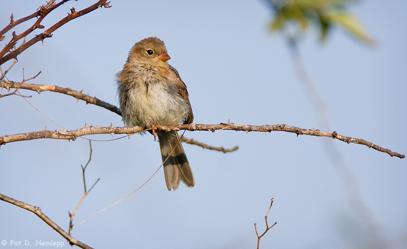 Out on a limb