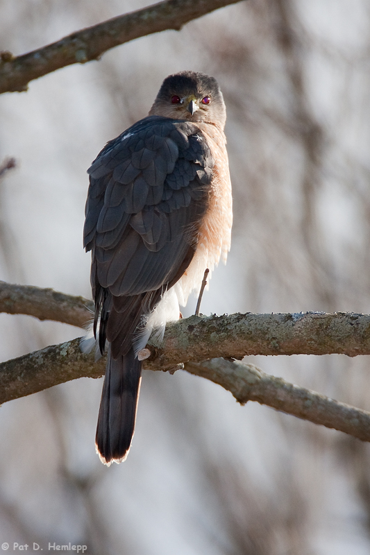 Alert Hawk