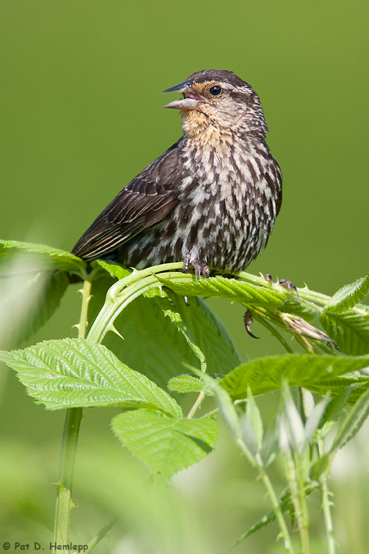 Smiling Blackbird