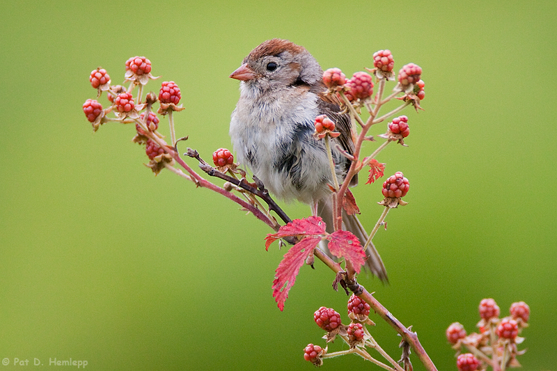 Bird and berries