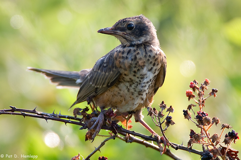 Young Robin