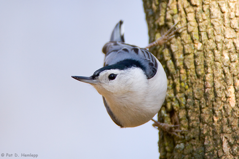 Nuthatch profile