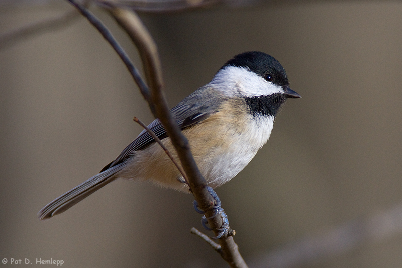 Chickadee in the forest