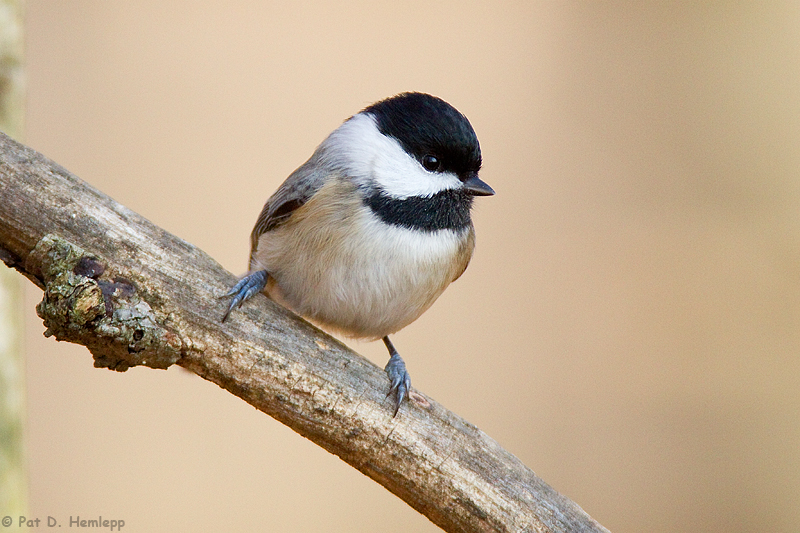 On a limb