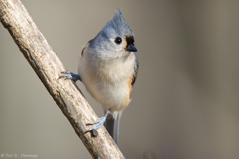 Angled perch