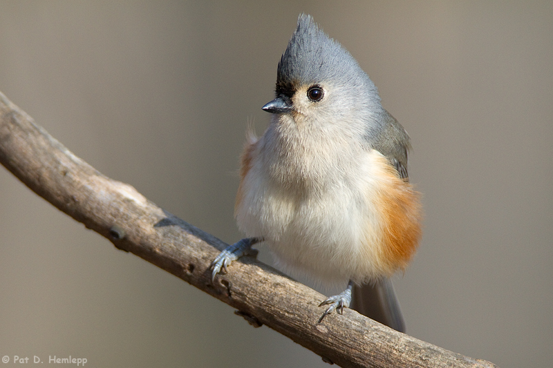 Perched