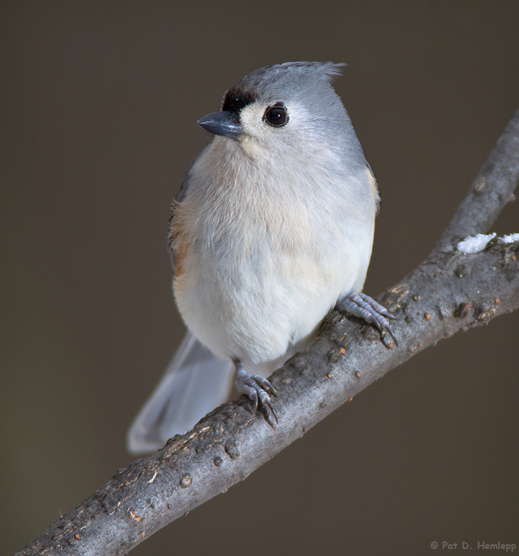 Alone on a limb