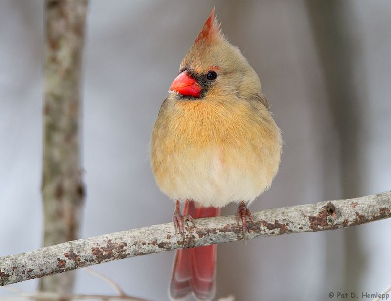 Female Cardinal