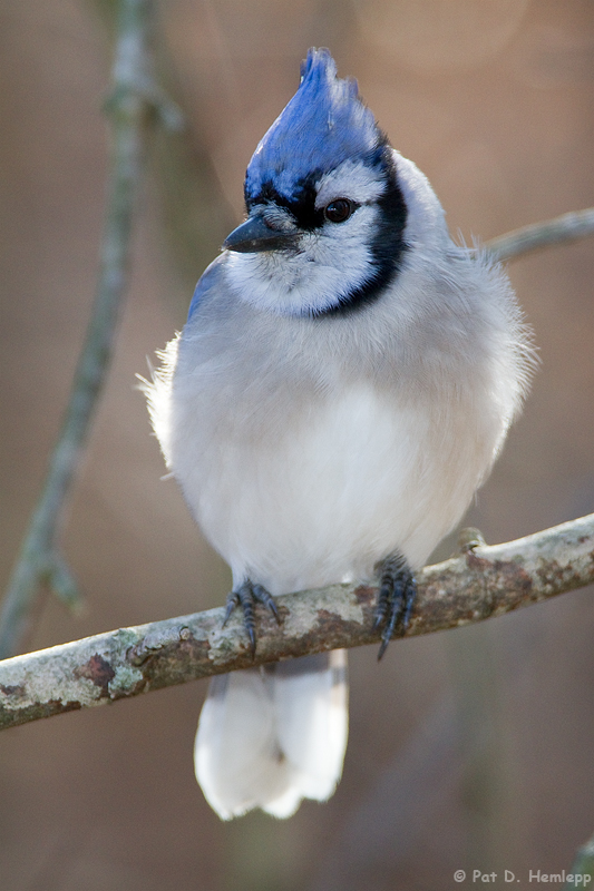 Winter Blue Jay