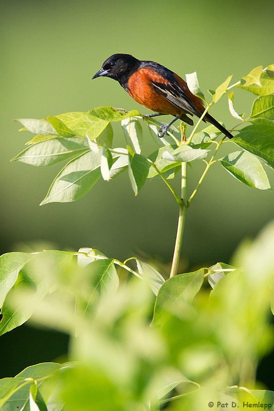 Oriole in sunlight