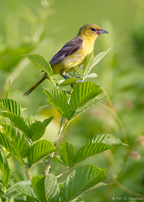 Female Orchard Oriole
