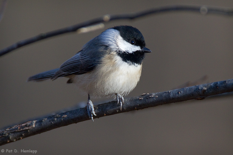 Chickadee in sun