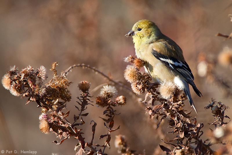 Sunny Goldfinch