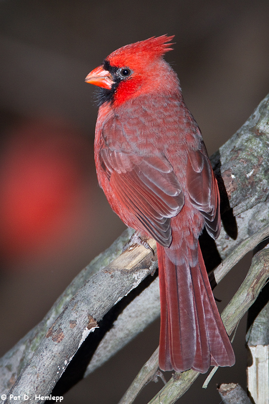 Northern Cardinal