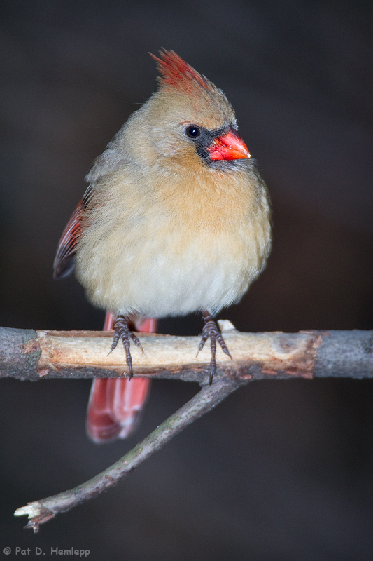 Female Cardinal