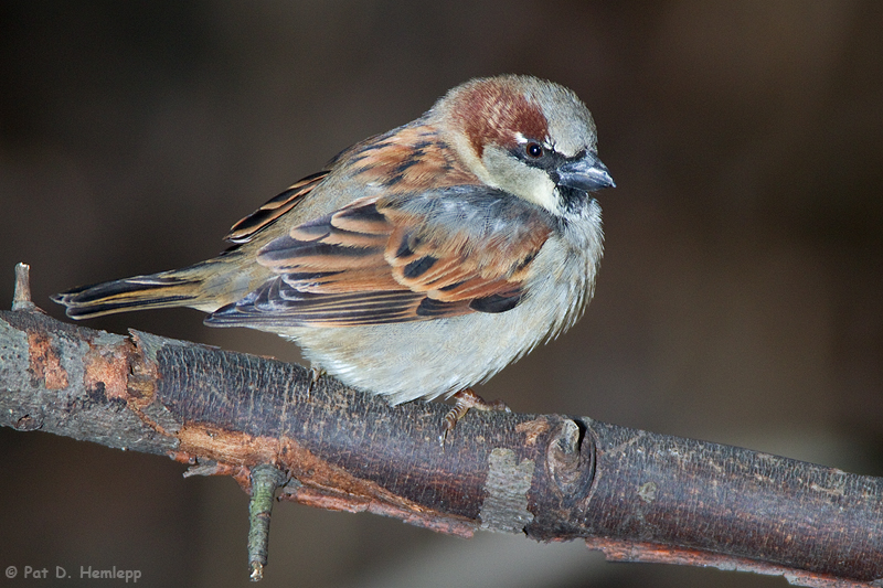 House Sparrow