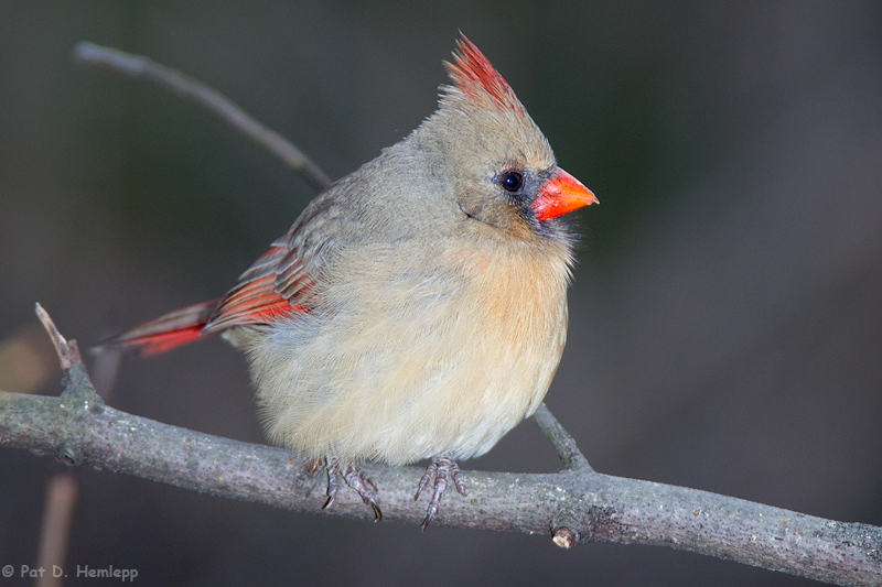 On a limb