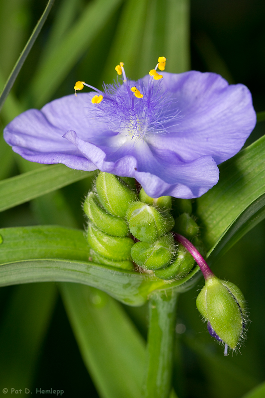 Purple and green