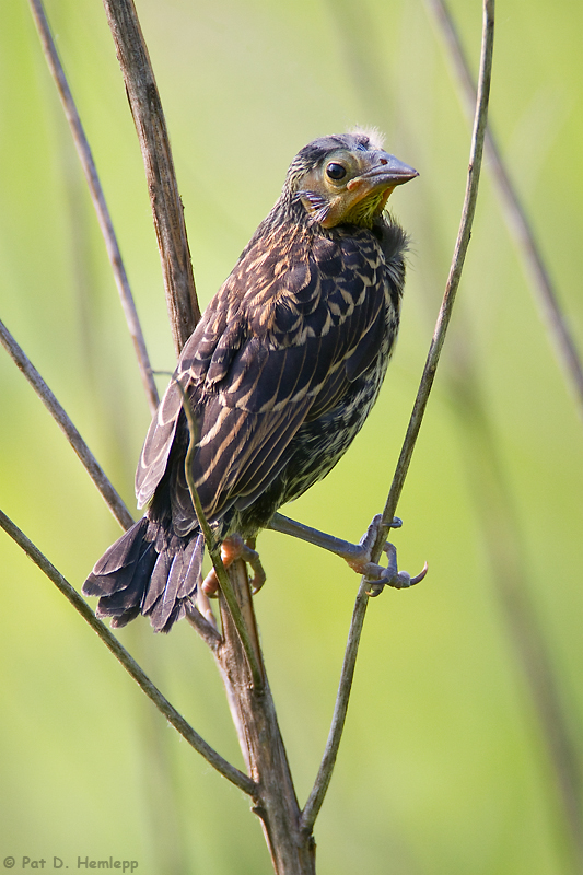 Baby Blackbird