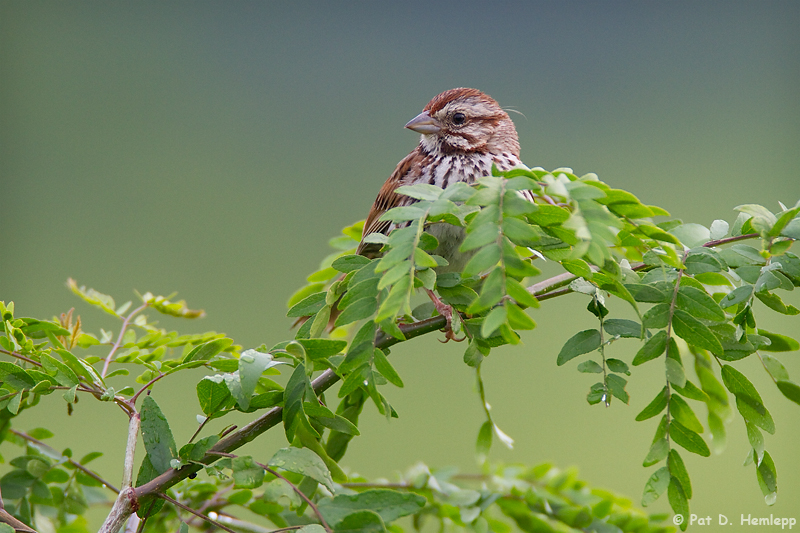 Sparrow in field
