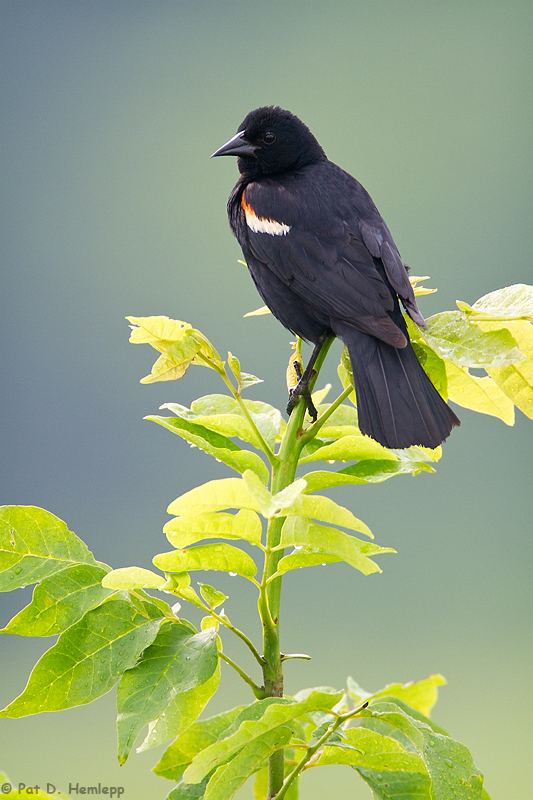 Quiet Blackbird
