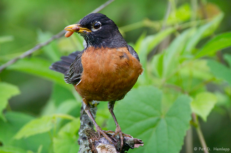 Robin with food