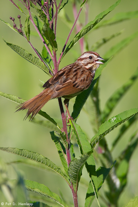 Song bird