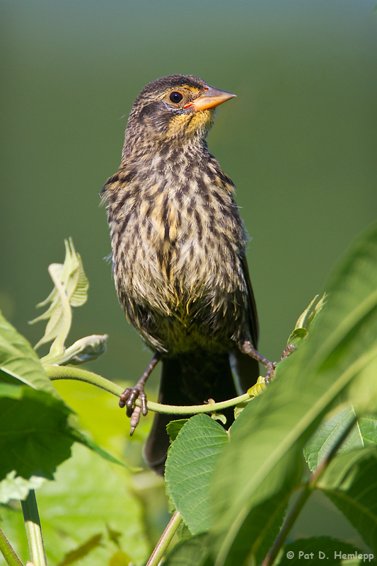 Young and alert