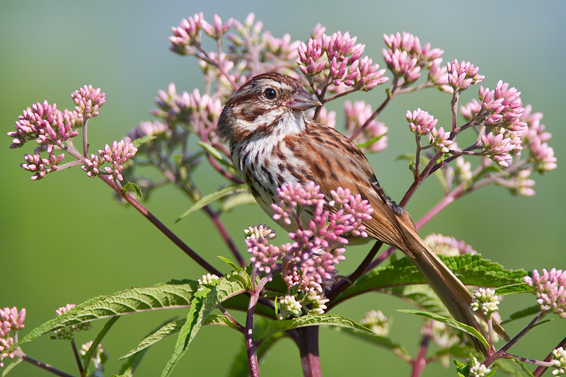 In the flowers