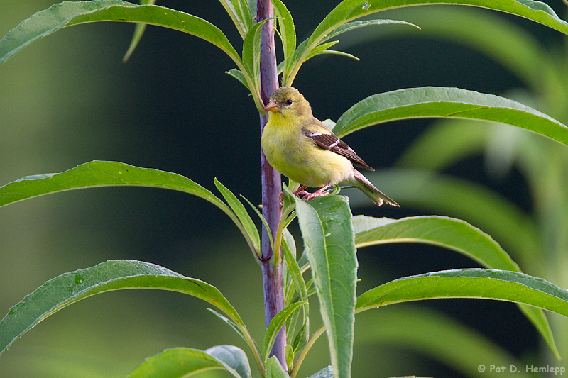 Finch and leaves