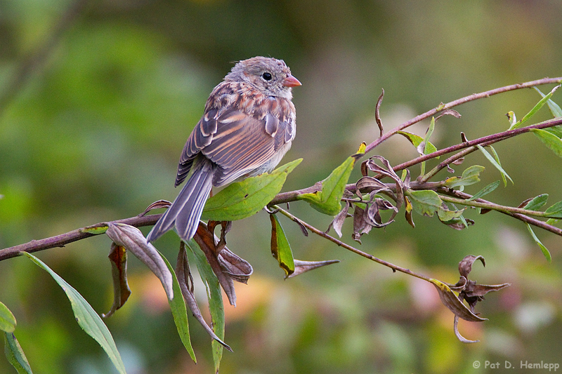 On a branch