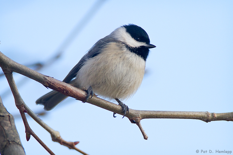 Chickadee at rest