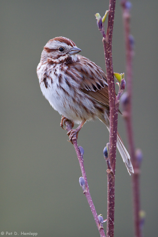 Song Sparrow