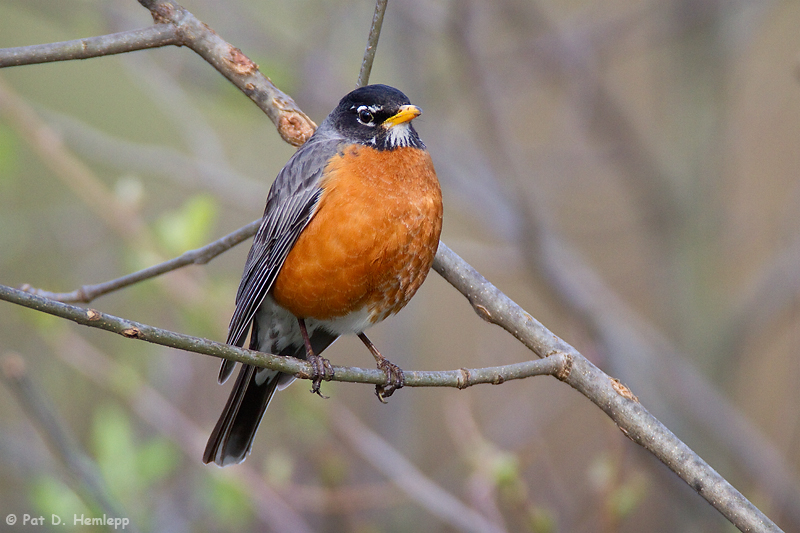 Resting Robin