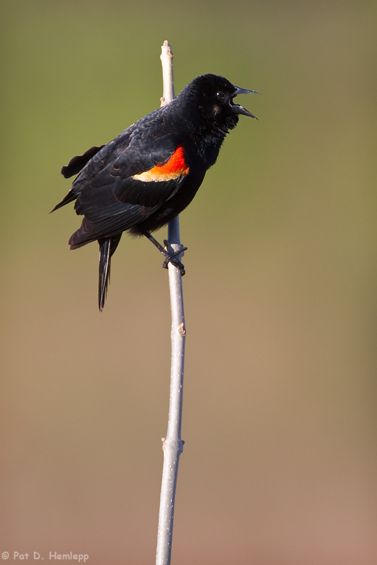 Blackbird calling