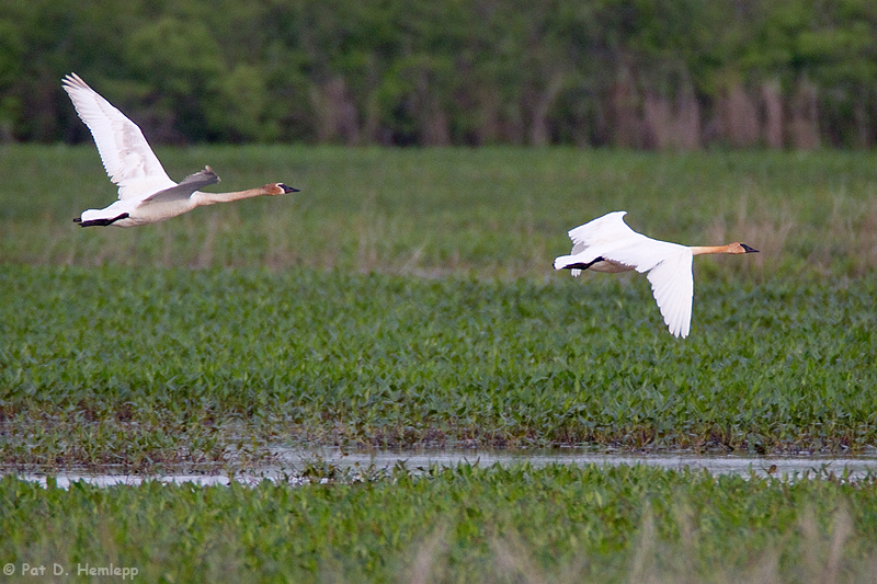 In flight