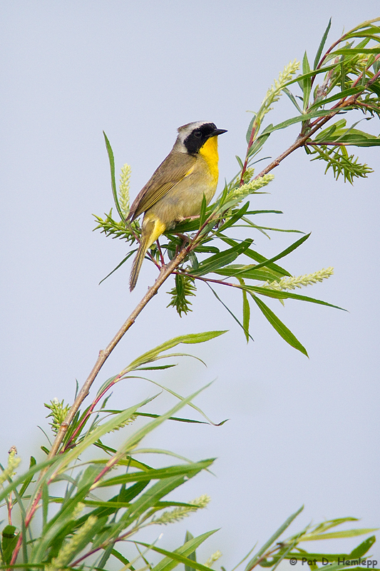 Yellowthroat resting