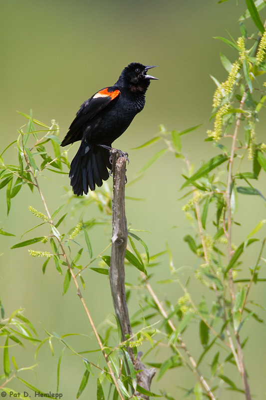 Calling Blackbird 